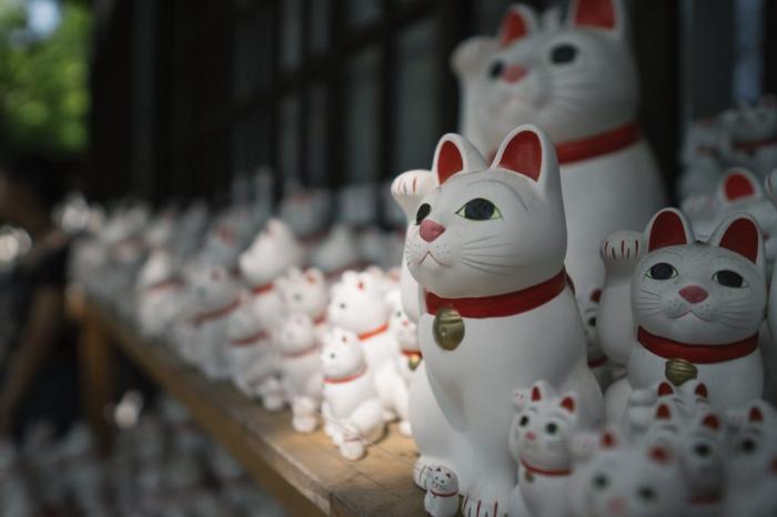 bức ảnh nhiều con mèo mamki neko ở đền gotokuji gần Tokyo