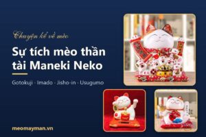 Sự tích mèo thần tài Maneki Neko: 5 truyền thuyết Nhật Bản và nguồn gốc thật